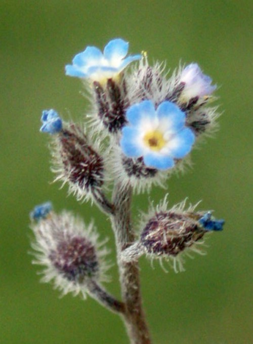 Myosotis sp.